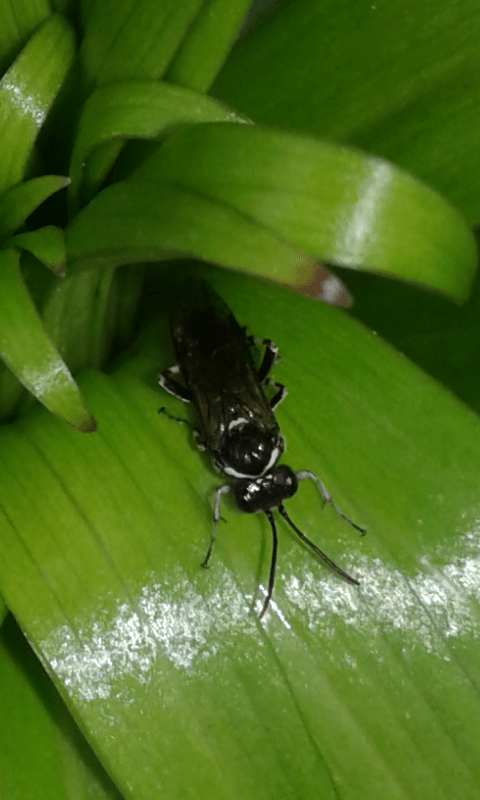 Tenthredo albofasciata?